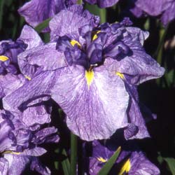 Iris ensata Dainagon